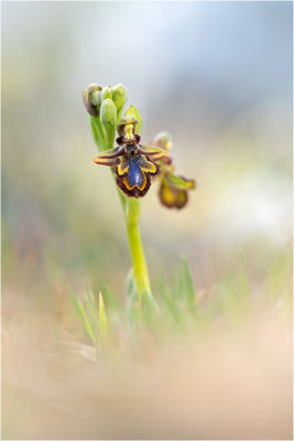 Ophrys speculum, Bouches-du-Rhône
