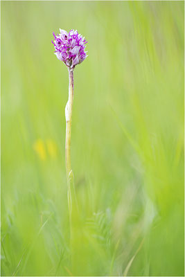 Affen-Knabenkraut (Orchis simia), Deutschland, Baden-Württemberg, mittlerer Oberrhein