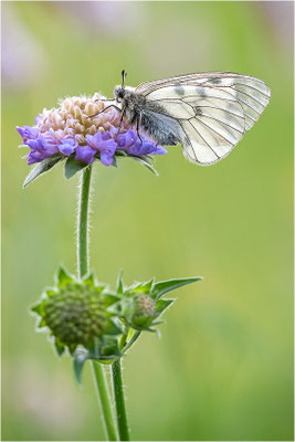 Schwarzer Apollo (Parnassius mnemosyne), Frankreich, Ardèche