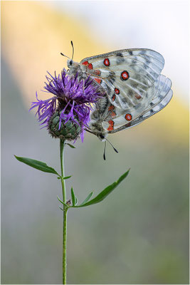 Roter Apollo (Parnassius apollo leovigildus), Frankreich, Dep. Alpes-de-Haute-Provence