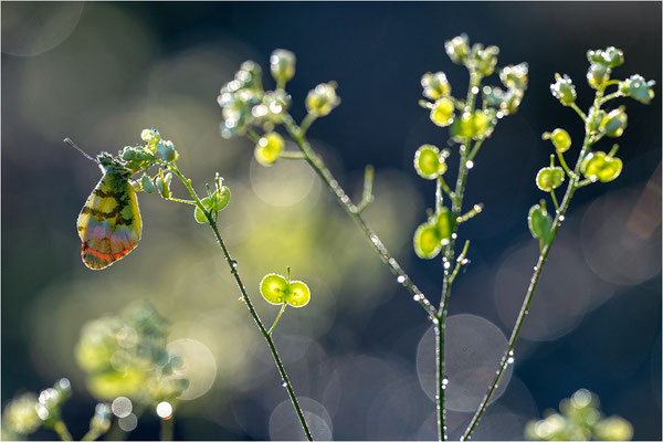 Gelber Aurorafalter (Anthocharis euphenoides), Frankreich, Ardèche