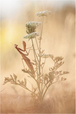Europäische Gottesanbeterin (Mantis religiosa), Weibchen, Deutschland, Baden-Württemberg