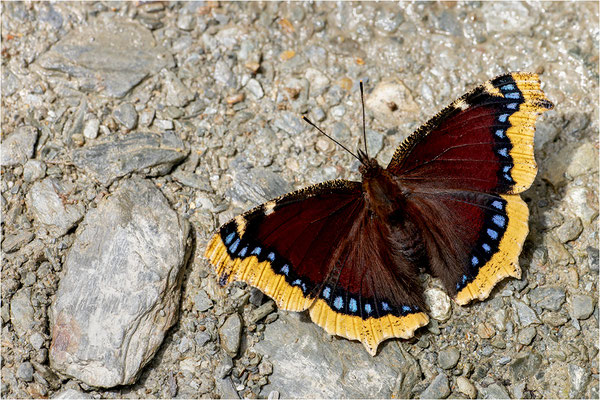 Trauermantel (Nymphalis antiopa), Spanien, Provinz Lleida