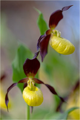 Gelber Frauenschuh (Cypripedium calceolus), Schweden, Gotland