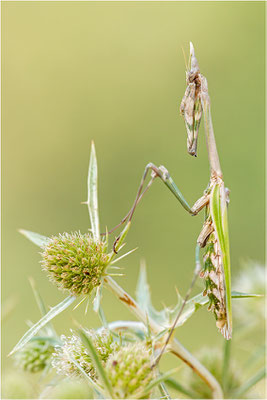 Hauben-Fangschrecke (Empusa pennata), Weibchen, Frankreich, Drôme