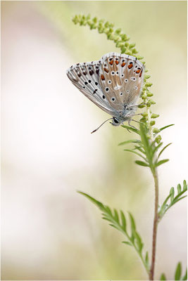 Silbergrüner Bläuling (Polyommatus coridon), Männchen, Frankreich, Drôme