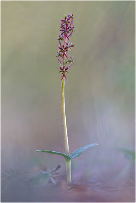 Kleines Zweiblatt (Listera cordata), Gotland, Schweden