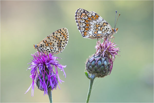 links: Melitaea didyma