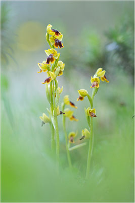 Ophrys lepida