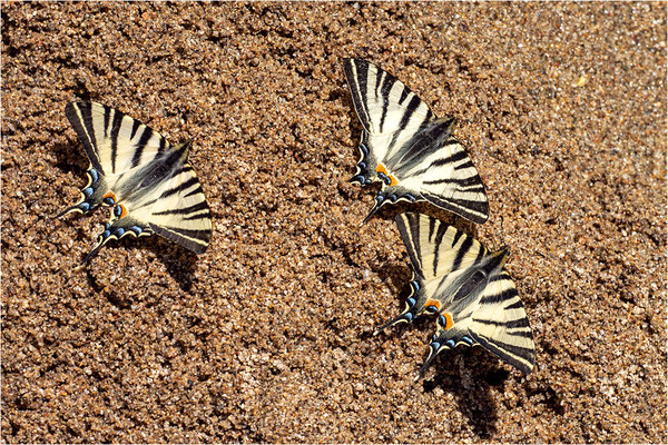 Segelfalter (Iphiclides podalirius), Frankreich, Ardèche