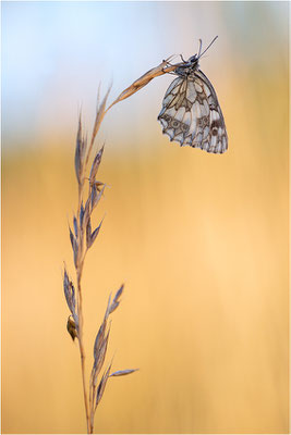 Schachbrettfalter (Melanargia galathea), Männchen, Deutschland, Baden-Württemberg