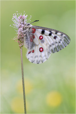 Roter Apollo (Parnassius apollo antijesuitus), Spanien, Provinz Lleida