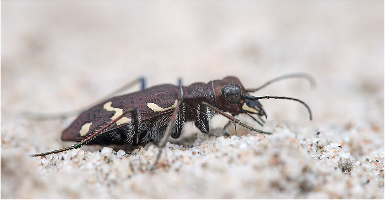 Heide-Sandlaufkäfer (Cicindela sylvatica), Schweden, Farö