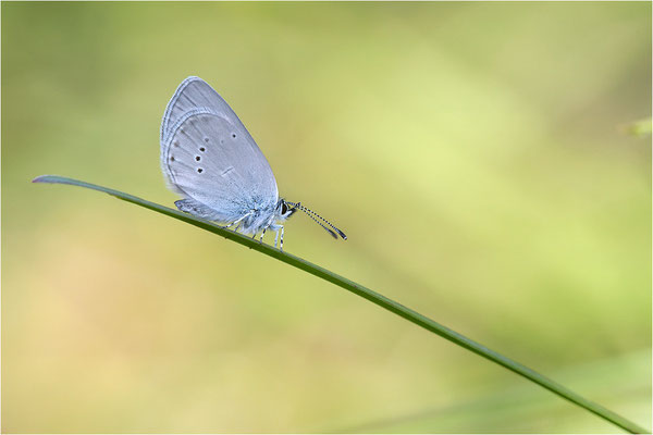 Zwergbläuling (Cupido minimus), Schweiz, Wallis
