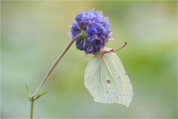 Zitronenfalter (Gonepteryx rhamni), Schweden, Värmland