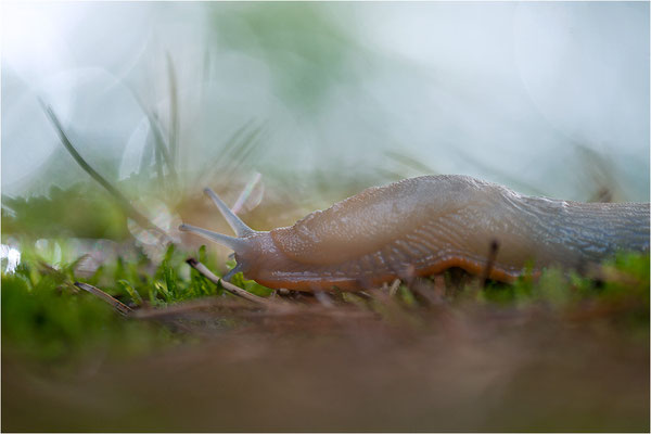 Schwarze Wegschnecke (Arion ater), Bohuslän, Schweden