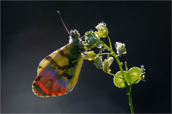 Gelber Aurorafalter (Anthocharis euphenoides), Frankreich, Ardèche