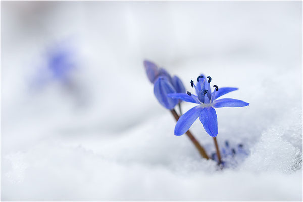 Zweiblättriger Blaustern (Scilla bifolia), Deutschland, Baden-Württemberg