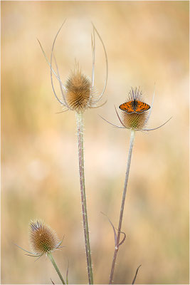 Roter Scheckenfalter (Melitaea didyma), Männchen, Frankreich, Drôme