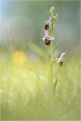 Hummel-Ragwurz (Ophrys fuciflora), Südlicher Oberrhein, Baden-Württemberg