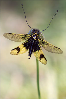 Langfühleriger Schmetterlingshaft (Libelloides longicornis), Männchen, Italien, Region Aostatal