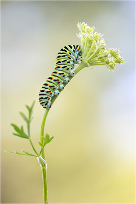 Schwalbenschwanz (Papilio machaon)