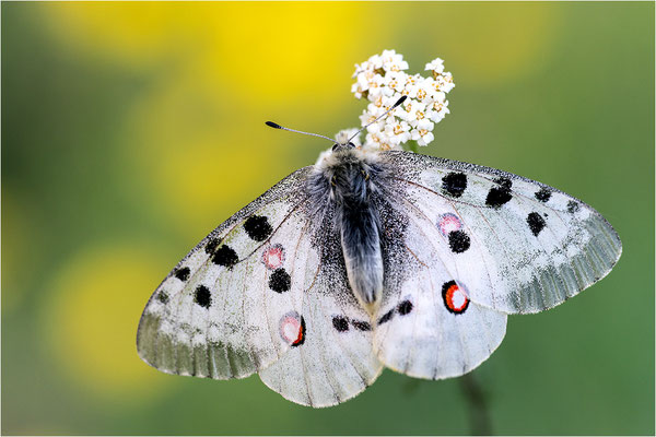 Roter Apollo (Parnassius apollo antijesuitus), Spanien, Provinz Lleida
