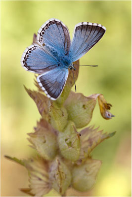 Silbergrüner Bläuling (Polyommatus coridon), Männchen, Schweiz, Wallis