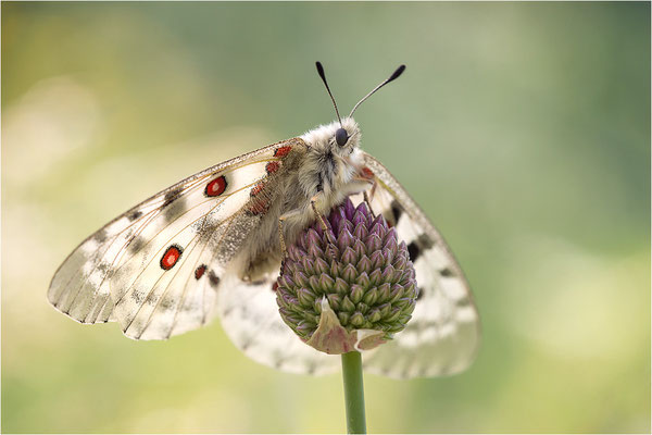 Roter Apollo (Parnassius apollo pedemontanus), Italien, Region Aostatal