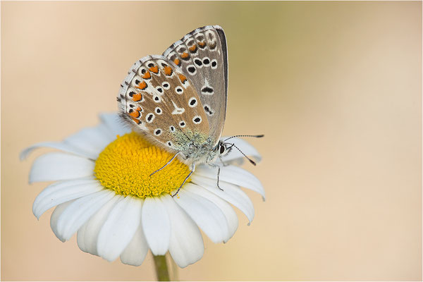 Himmelblauer Bläuling (Polyommatus bellargus), Weibchen, Deutschland, Baden-Württemberg