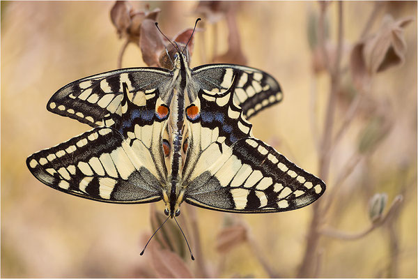 Schwalbenschwanz (Papilio machaon), Paarung, Frankreich, Bouches-du-Rhône
