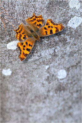 C-Falter (Polygonia c-album), Deutschland, Baden-Württemberg