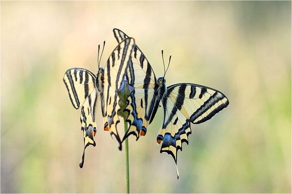 Südlicher Schwalbenschwanz (Papilio alexanor destelensis), Männchen, Frankreich, Dep. Vaucluse