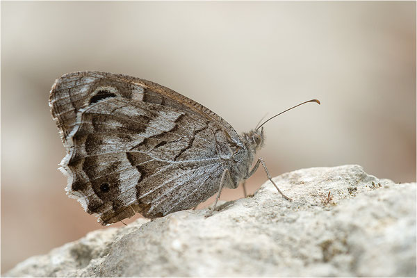 Hipparchia fidia, Frankreich Dep. Var