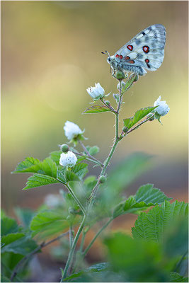 Roter Apollo (Parnassius apollo linnei), Schweden, Gotland