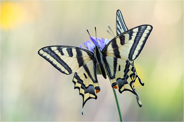 Südlicher Schwalbenschwanz (Papilio alexanor destelensis), Männchen, Frankreich, Dep. Vaucluse
