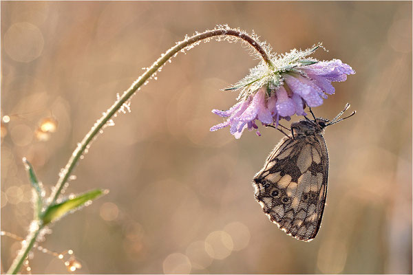 Schachbrettfalter (Melanargia galathea), Weibchen, Deutschland, Baden-Württemberg