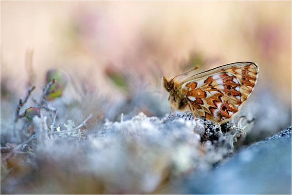 Freijas Perlmuttfalter (Boloria freija), Norwegen, Troms og Finnmark