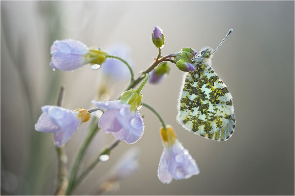 Aurorafalter (Anthocharis cardamines), Weibchen, Deutschland, Baden-Württemberg