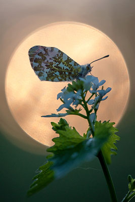 Aurorafalter (Anthocharis cardamines), Männchen, Deutschland, Baden-Württemberg