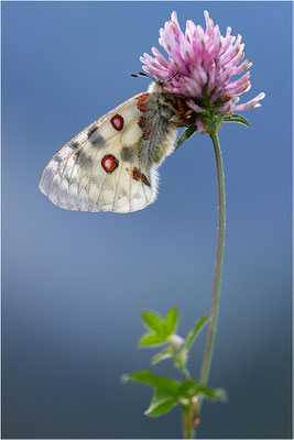 Roter Apollo (Parnassius apollo pyrenaicus), Frankreich, Dep. Hautes-Pyrénées