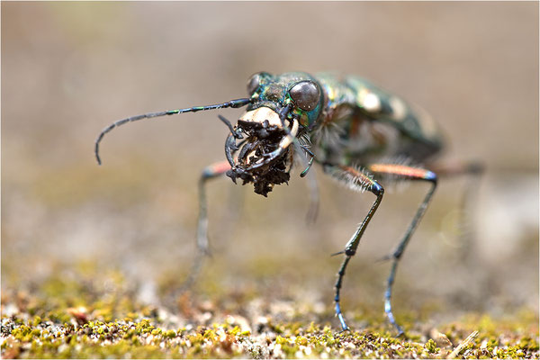 Dünen-Sandlaufkäfer (Cicindela transversalis transversalis), Italien, Region Aostatal, 1600m