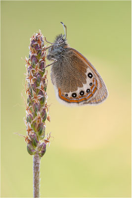Alpen-Wiesenvögelchen (Coenonympha gardetta), Schweiz, Kanton Wallis
