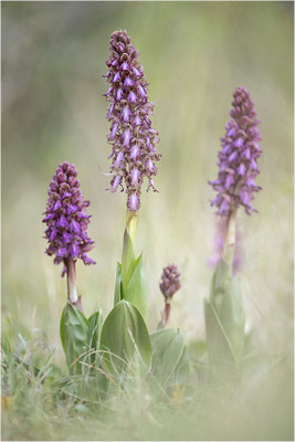 Riesen-Knabenkraut (Himantoglossum robertianum), Provence, Frankreich