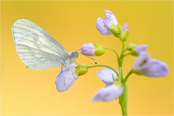 Tintenfleck-Weißling (Leptidea sinapis bzw. juvernica), Deutschland, Baden-Württemberg