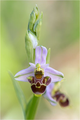 Ophrys scolopax, Plaines-des-Maures, Var