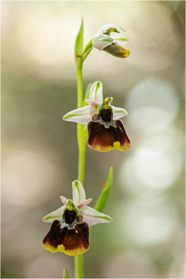 Chesterman´s Ragwurz (Ophrys chestermanii)