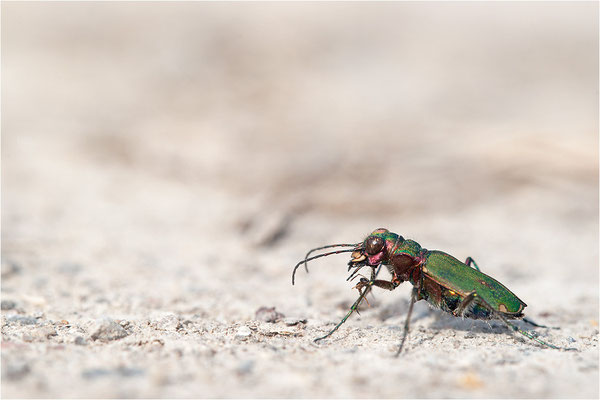 Feld-Sandlaufkäfer (Cicindela campestris), Deutschland, Baden-Württemberg
