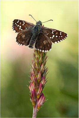 Rundfleckiger Würfel-Dickkopffalter (Pyrgus serratulae), Männchen, Schweiz, Wallis