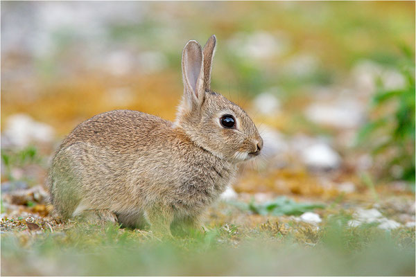 Wildkaninchen (Oryctolagus cuniculus), Gotland, Schweden